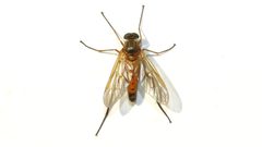 Rhagio tringarius by (c) Dan MacNeal, some rights reserved (CC BY), uploaded by Dan MacNeal. Used under a CC-BY license.