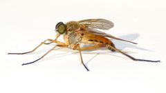 Rhagio tringarius by (c) Dan MacNeal, some rights reserved (CC BY), uploaded by Dan MacNeal. Used under a CC-BY license.