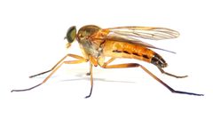 Rhagio tringarius by (c) Dan MacNeal, some rights reserved (CC BY), uploaded by Dan MacNeal. Used under a CC-BY license.