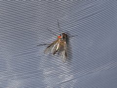 Rhagio lineola by (c) Donald Hobern, some rights reserved (CC BY). Used under a CC-BY license.