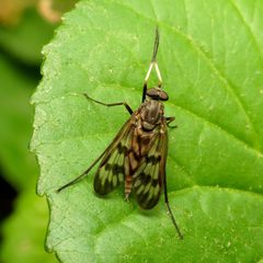 Rhagio mystaceus by (c) Katja Schulz, some rights reserved (CC BY). Used under a CC-BY license.