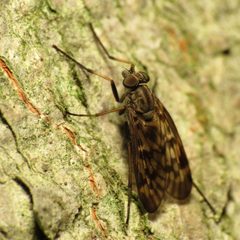 Rhagio punctipennis by (c) Katja Schulz, some rights reserved (CC BY). Used under a CC-BY license.