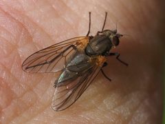Symphoromyia by (c) Michael Knapp, some rights reserved (CC BY), uploaded by Michael Knapp. Used under a CC-BY license.