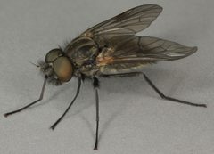 Symphoromyia by (c) Janet Graham, some rights reserved (CC BY). Used under a CC-BY license.