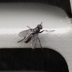 Rhinophoridae by no rights reserved, uploaded by Kevin Keegan. Used under a CC0 license.