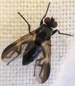 Rhinophoridae by (c) Paul Cook, some rights reserved (CC BY), uploaded by Paul Cook. Used under a CC-BY license.