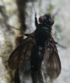 Rhinophoridae by (c) Zihao Wang, some rights reserved (CC BY), uploaded by Zihao Wang. Used under a CC-BY license.