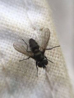 Rhinophoridae by (c) Paul Cook, some rights reserved (CC BY), uploaded by Paul Cook. Used under a CC-BY license.