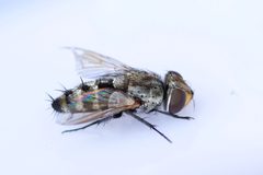 Phrosinella by (c) Owen Strickland, some rights reserved (CC BY), uploaded by Owen Strickland. Used under a CC-BY license.