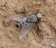 Taxigramma hilarella by (c) Even Dankowicz, some rights reserved (CC BY), uploaded by Even Dankowicz. Used under a CC-BY license.