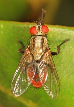 Lepidodexia by (c) Judy Gallagher, some rights reserved (CC BY). Used under a CC-BY license.