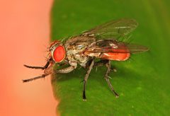 Lepidodexia by (c) Judy Gallagher, some rights reserved (CC BY). Used under a CC-BY license.