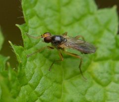 Cordilura fuscipes by (c) David Anderson, some rights reserved (CC BY), uploaded by David Anderson. Used under a CC-BY license.