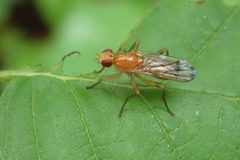 Cordilura praeusta by (c) Rob Foster, some rights reserved (CC BY), uploaded by Rob Foster. Used under a CC-BY license.