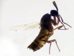 Ectaetia clavipes by (c) Rafael Carbonell Font, some rights reserved (CC BY), uploaded by Rafael Carbonell Font. Used under a CC-BY license.