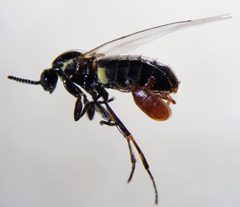 Scatopsidae by (c) carnifex, some rights reserved (CC BY), uploaded by carnifex. Used under a CC-BY license.