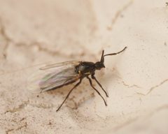 Scatopsidae by (c) Alexis Tinker-Tsavalas, some rights reserved (CC BY), uploaded by Alexis Tinker-Tsavalas. Used under a CC-BY license.