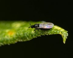 Swammerdamella by (c) Zachary Dankowicz, some rights reserved (CC BY), uploaded by Zachary Dankowicz. Used under a CC-BY license.