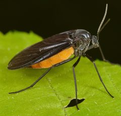 Odontosciara nigra by (c) skitterbug, some rights reserved (CC BY), uploaded by skitterbug. Used under a CC-BY license.