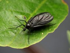 Odontosciara nigra by (c) Katja Schulz, some rights reserved (CC BY). Used under a CC-BY license.