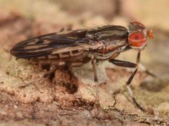 Pherbellia albovaria by (c) skitterbug, some rights reserved (CC BY), uploaded by skitterbug. Used under a CC-BY license.
