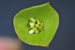 Limnia by (c) Alan Rockefeller, some rights reserved (CC BY), uploaded by Alan Rockefeller. Used under a CC-BY license.