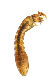 Stegopterna mutata by (c) Christian Back, some rights reserved (CC BY), uploaded by Christian Back. Used under a CC-BY license.