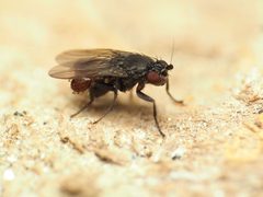 Leptocera erythrocera by (c) Katja Schulz, some rights reserved (CC BY), uploaded by Katja Schulz. Used under a CC-BY license.