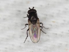 Coproica acutangula by (c) Michael Knapp, some rights reserved (CC BY), uploaded by Michael Knapp. Used under a CC-BY license.
