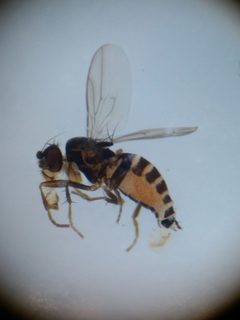 Pullimosina by (c) carnifex, some rights reserved (CC BY), uploaded by carnifex. Used under a CC-BY license.