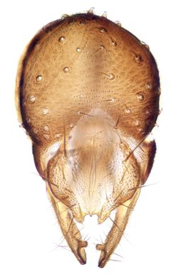 Ischiolepta by (c) janet graham, some rights reserved (CC BY). Used under a CC-BY license.