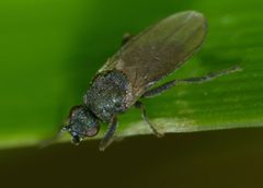 Ischiolepta by (c) Steve Kerr, some rights reserved (CC BY), uploaded by Steve Kerr. Used under a CC-BY license.
