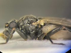 Mesosphaerocera by no rights reserved, uploaded by Nick Bédard. Used under a CC0 license.