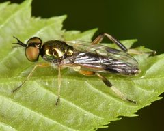 Actina viridis by (c) skitterbug, some rights reserved (CC BY), uploaded by skitterbug. Used under a CC-BY license.