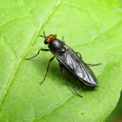 Inopus rubriceps by (c) wild_wind, some rights reserved (CC BY), uploaded by wild_wind. Used under a CC-BY license.