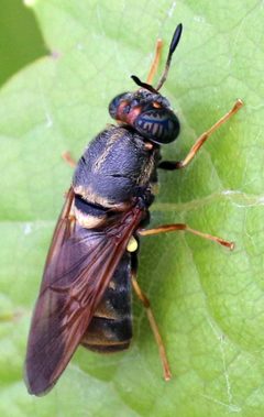 Hermetia chrysopila by (c) Catherine C. Galley, some rights reserved (CC BY), uploaded by Catherine C. Galley. Used under a CC-BY license.