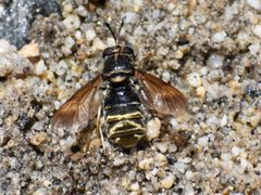 Hermetia melanderi by no rights reserved, uploaded by Jason Leduc. Used under a CC0 license.