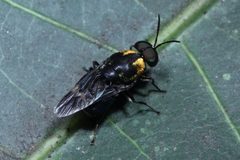 Stratiomyidae by (c) Franz Anthony, some rights reserved (CC BY), uploaded by Franz Anthony. Used under a CC-BY license.
