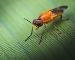 Pachygastrinae by (c) Reynante Martinez, some rights reserved (CC BY), uploaded by Reynante Martinez. Used under a CC-BY license.
