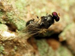 Pachygastrinae by (c) Katja Schulz, some rights reserved (CC BY). Used under a CC-BY license.
