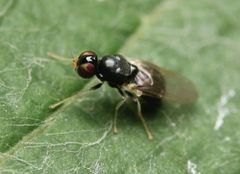 Pachygaster pulchra by (c) Zachary Dankowicz, some rights reserved (CC BY), uploaded by Zachary Dankowicz. Used under a CC-BY license.