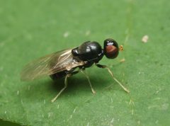 Pachygaster pulchra by (c) Zachary Dankowicz, some rights reserved (CC BY), uploaded by Zachary Dankowicz. Used under a CC-BY license.