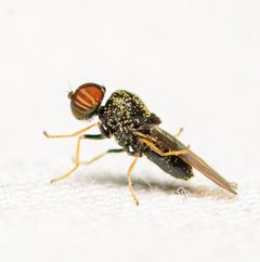 Pachygaster pulchra by (c) Justin Williams, some rights reserved (CC BY), uploaded by Justin Williams. Used under a CC-BY license.