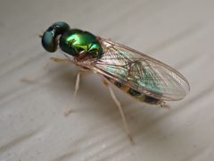 Cephalochrysa canadensis by (c) Cole Shoemaker, some rights reserved (CC BY), uploaded by Cole Shoemaker. Used under a CC-BY license.