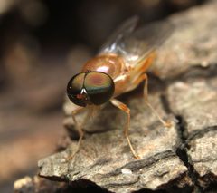 Cephalochrysa canadensis by (c) Zachary Dankowicz, some rights reserved (CC BY), uploaded by Zachary Dankowicz. Used under a CC-BY license.