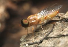 Cephalochrysa canadensis by (c) Zachary Dankowicz, some rights reserved (CC BY), uploaded by Zachary Dankowicz. Used under a CC-BY license.