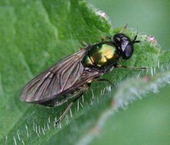 Chloromyia by (c) S. Rae, some rights reserved (CC BY). Used under a CC-BY license.