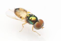Microchrysa flaviventris by (c) Nigel Main, some rights reserved (CC BY), uploaded by Nigel Main. Used under a CC-BY license.