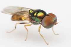Microchrysa flaviventris by (c) Nigel Main, some rights reserved (CC BY), uploaded by Nigel Main. Used under a CC-BY license.