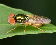 Microchrysa flaviventris by (c) skitterbug, some rights reserved (CC BY), uploaded by skitterbug. Used under a CC-BY license.